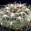 Gymnocalycium_alboreolatum_1